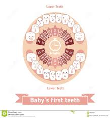 Baby Teething Chart Stock Vector Illustration Of Describe