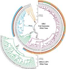Rhinoviruses (rvs) are members of the picornaviridae family, which includes the human pathogens overview. Human Rhinoviruses Clinical Microbiology Reviews