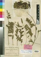 Image result for Maerua edulis