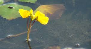 Image result for Utricularia reflexa