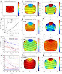 They function solely to take up water and mineral salts. Coupling Water Fluxes With Cell Wall Mechanics In A Multicellular Model Of Plant Development
