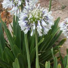 Southern Living Plant Collection 2 5 Qt White And Violet Bloom Clusters Queen Mum Agapanthus Live Perennial Plant 0093q The Home Depot