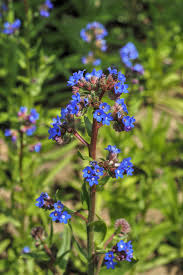 Image result for Anchusa capensis