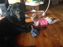 Little Baby Big Dog I Love The Look On My Dog S Face Mama She S Stealing My Toy Aww