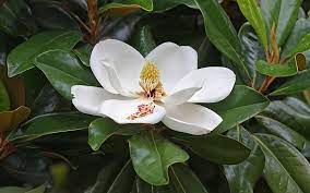 File Magnolia Flower Duke Campus Jpg Magnolia Flower Magnolia Grandiflora Southern Magnolia Tree