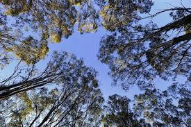 changes to deter illegal tree and vegetation clearing