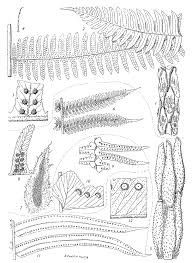 Image result for Cyathea manniana