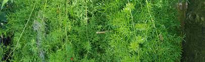 Fertilizing will encourage growth of the foliage. Moving Asparagus Fern Outside Melinda Myers