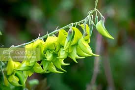 Image result for Crotalaria laburnifolia