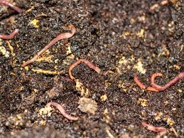 We did not find results for: Worm Castings How Gardeners Benefit From Worm Compost