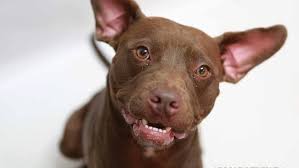 5125 harding pl, nashville, tn 37211; Free Adoptions Offered This Week At Metro Animal Shelter Wztv
