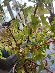 Image result for Sida dregei