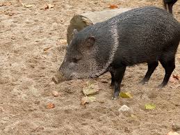Laura kuenssberg / yuxsok pcr 3am Babi Kebun Binatang Margasatwa Eksotik Hewan Dijinakkan Mamalia Oink Babi Anak Babi Lemak Pikist
