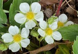 Image result for Fragaria