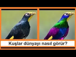 Kuslar Dunyayi Nasil Gorur Youtube