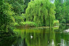 The willow hybrid is a tree that can grow up to six feet in a single year. Willow Trees And Shrubs Interesting Plants With Useful Features Owlcation