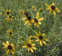 Mostly up to 60 cm, with ideal environment up to 160 cm heyday between july and october Tall Coreopsis Coreopsis Tripteris