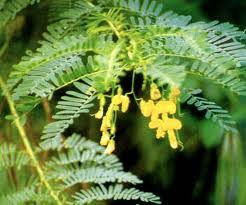 Image result for Sesbania sesban