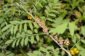 Image result for Indigofera secundiflora