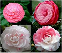 Pin On Garden Tips Ideas