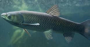 They normally live about 11 years but a lake in washington state has recorded some fish that are 15. Controlling Aquatic Vegetation With Grass Carp