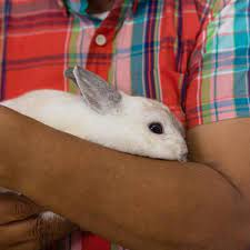 La perte d'un animal de compagnie est toujours un moment douloureux. Comment Savoir Si Un Lapin Va Mourir 5 Symptomes
