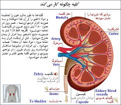 نتیجه تصویری برای کلیه انسان