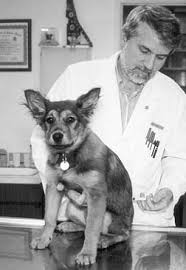 So share your precious opinions in the comment box and let me know if you have something special in this regard. Dog Cancer Diet Whole Dog Journal