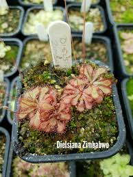 Image result for Drosera dielsiana