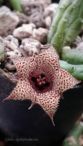 Image result for Huernia volkartii