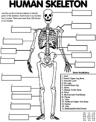Joints Of The Body Worksheet Or Funky Skeletal Diagrams Mold Anatomy And Physiology Biology Human Body Systems Human Body Unit Human Body The structure of bone with diagram and definitions.