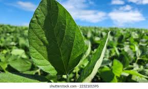 Image result for Brazzeia soyauxii