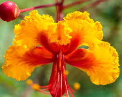 Image result for Caesalpinia