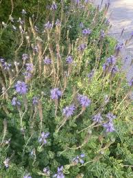 Image result for Coleus caninus