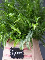 Pokok hiasan dalam rumah akan memberi banyak manfaat, seperti pokok hiasan dalam rumah bukan sekadar nak buat rumah anda nampak cantik, malah boleh membantu peredaran udara juga. 9 Jenis Pokok Hiasan Dalam Rumah Yang Bermanfaat Untuk Anda Iproperty Com My