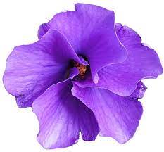 Floral seamless pattern with hibiscus flowers. Purple Native Hibiscus Flower Clipart Lge 13 Cm Flower Art Flower Clipart Flower Drawing