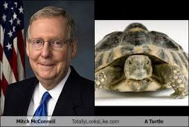 The turtle won the race again. Totally Looks Like
