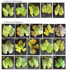 Image result for Grapevine leafroll virus