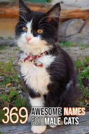 Pin On Best Of Felineliving Net