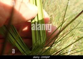 Image result for Orthochilus