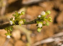 Image result for Cynanchum gerrardii