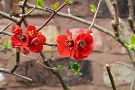 Clip a few branches on a warm winter day to force bright and cheery indoor blooms. How To Grow Flowering Quince Chaenomeles Gardener S Path