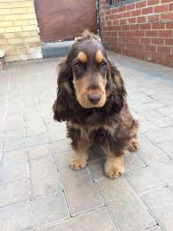 Black And Tan Show Cocker Spaniel Puppies For Sale Kc Reg Chocolate Tan Show Type Pra Fn An Clear Bordon Hampshire Pets4homes Cocker Spaniel English Cocker Spaniel Cute Cats And Dogs