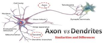 Axon Vs Dendrites A Comparison Table Easybiologyclass Dendrite Lectures Notes Study Tips College