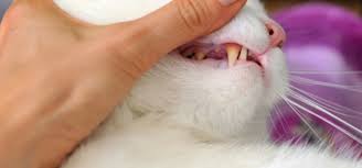 This is the exception not the rule. Do Kittens Lose Their Baby Teeth Teethwalls