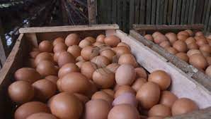 Ayam petelur memiliki telur yang berwarna kecoklatan. Beredar Isu Telur Berbahan Kimia Disnak Situbondo Sidak Peternak Ayam Petelur Faktualnews Co