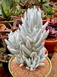 Image result for Caputia