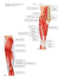 These muscles are located above the elbow. Gross Anatomy Of Skeletal Muscles Part 2 Name Key