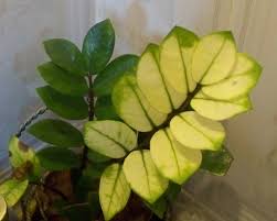 Well they all didn't turn yellow just that one little branch. Zz Plant With Lesser Chlorophyll Suz And Tell