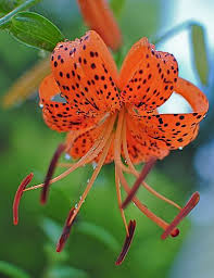 Tiger In The Rain Lily Flower Amazing Flowers Pretty Flowers